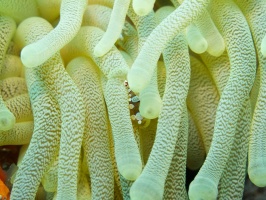 IMG 3198 Squat Anemone Shrimp